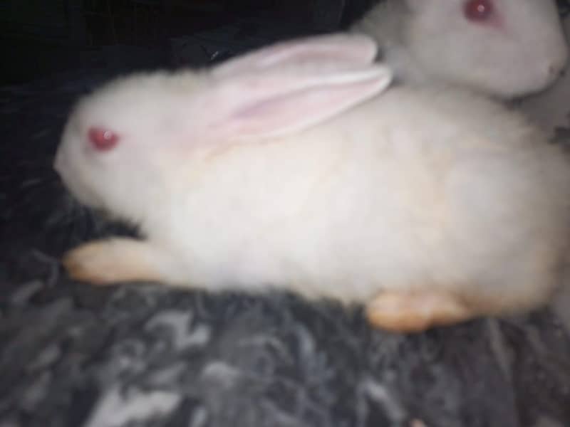 rabbit pair 4 1