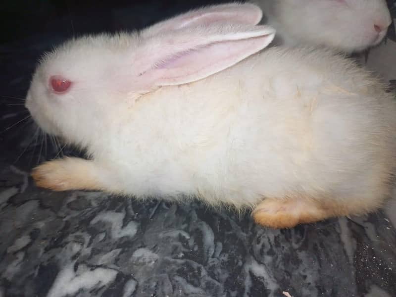 rabbit pair 4 2