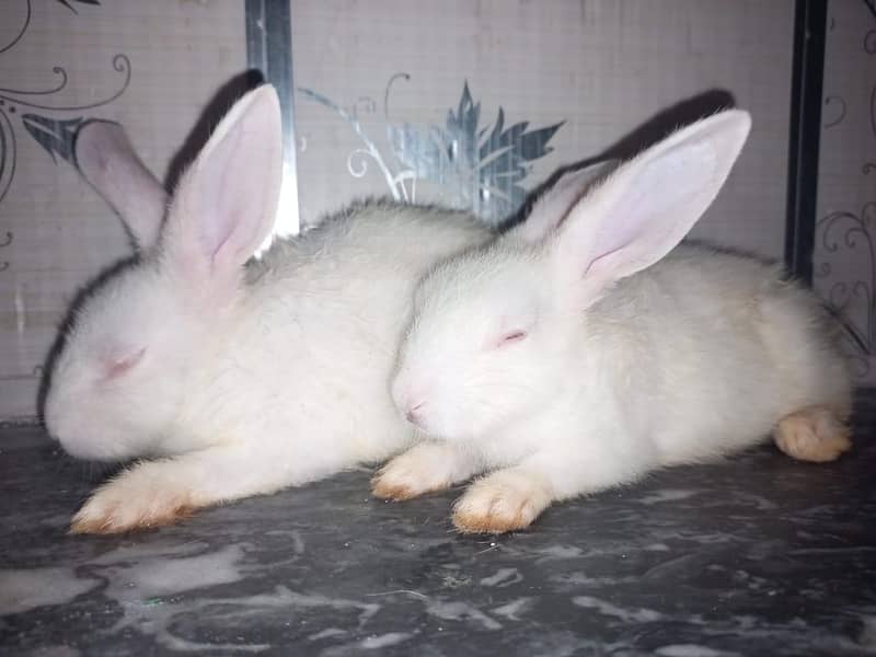 rabbit pair 4 3