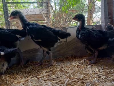 Australorp chiks 5 week old