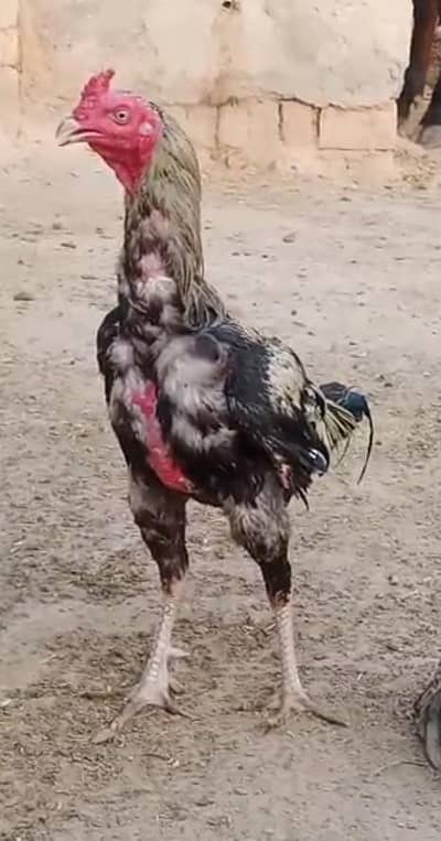 murga for sale
