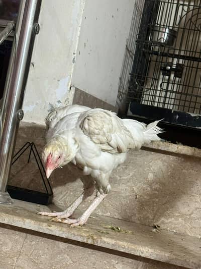 For Sale: Pure White Home Bred Heera Aseel Female | Breeder Quality