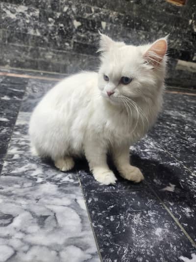 Persian Triple Coat