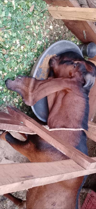 breeder male