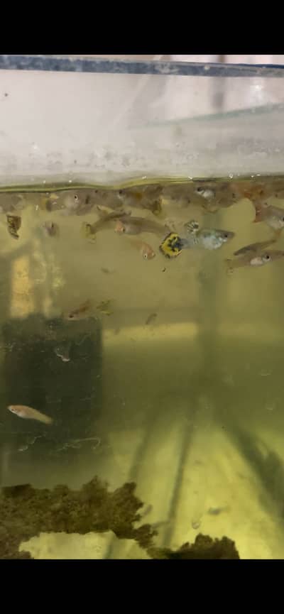Highfin Fancy Guppy juveniles available.