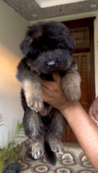 German shepherd top quality long hair pup
