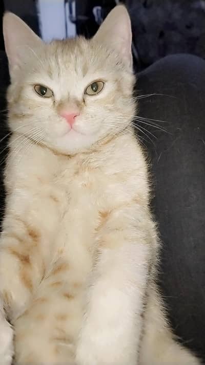 Persian cat for sale