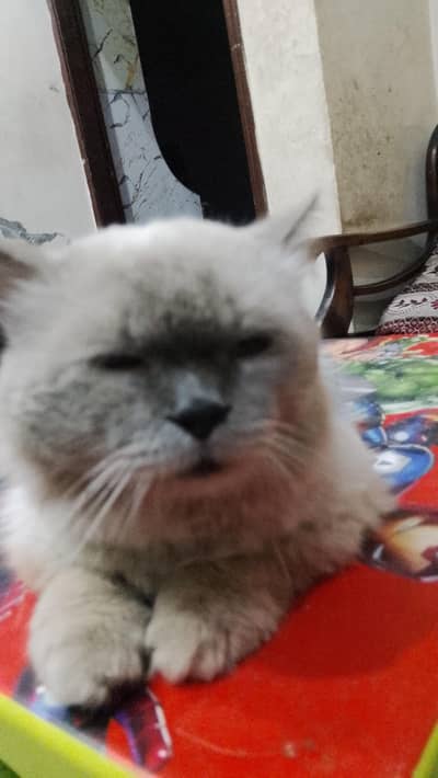 Male Himalayan cat for sale