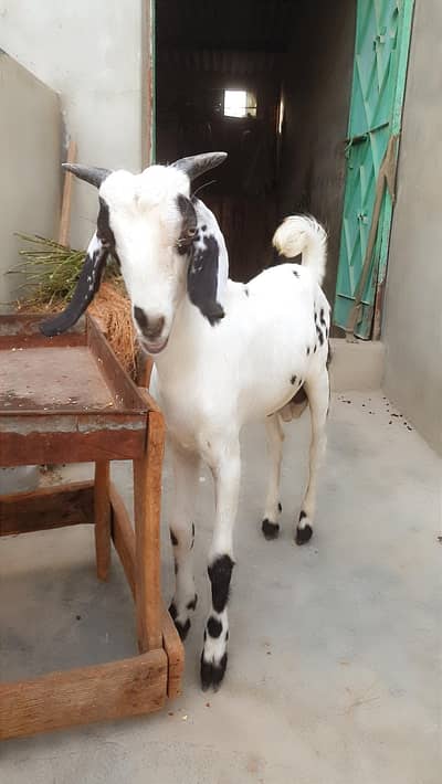 Tapra Bakra