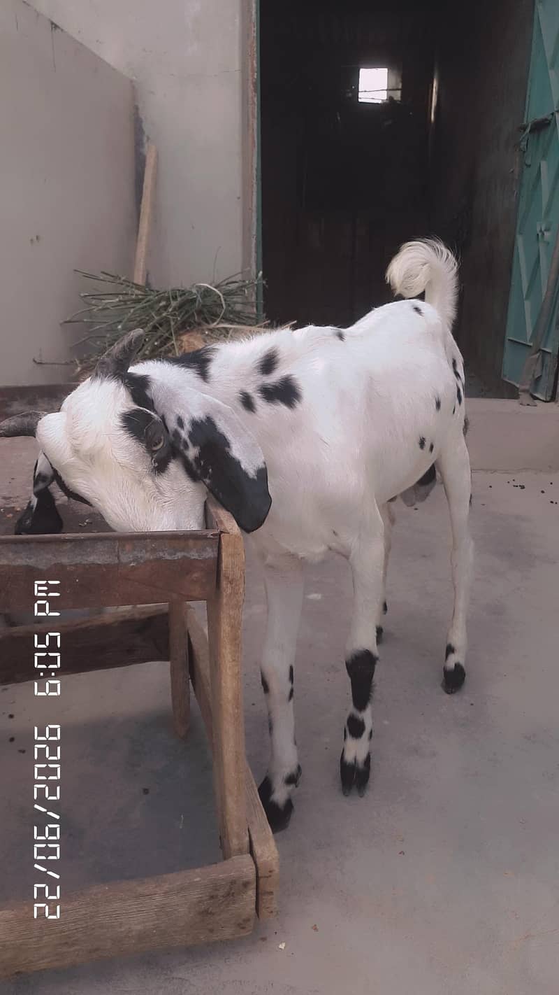 Tapra Bakra 1