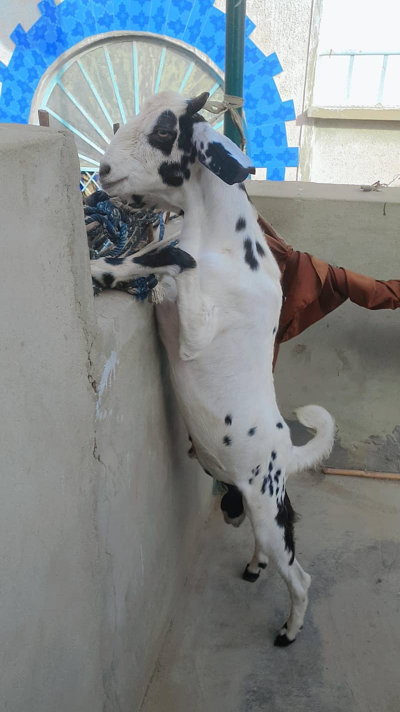 Tapra Bakra 2