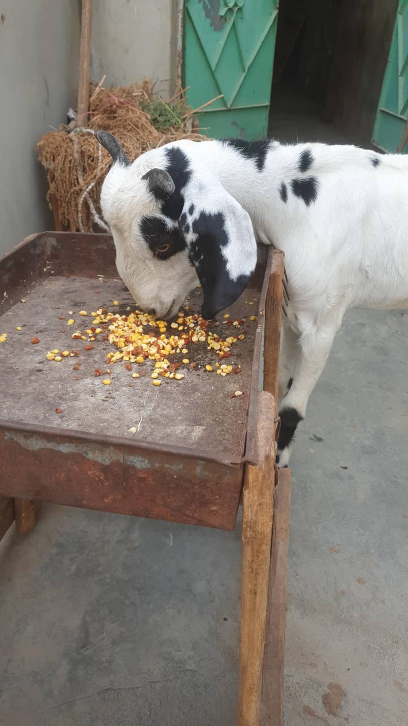 Tapra Bakra 3