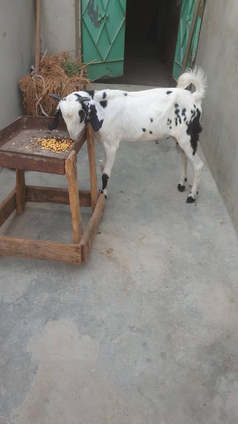Tapra Bakra 4