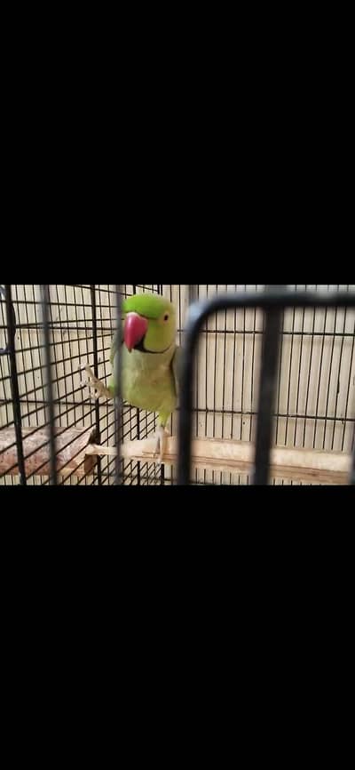 talking male