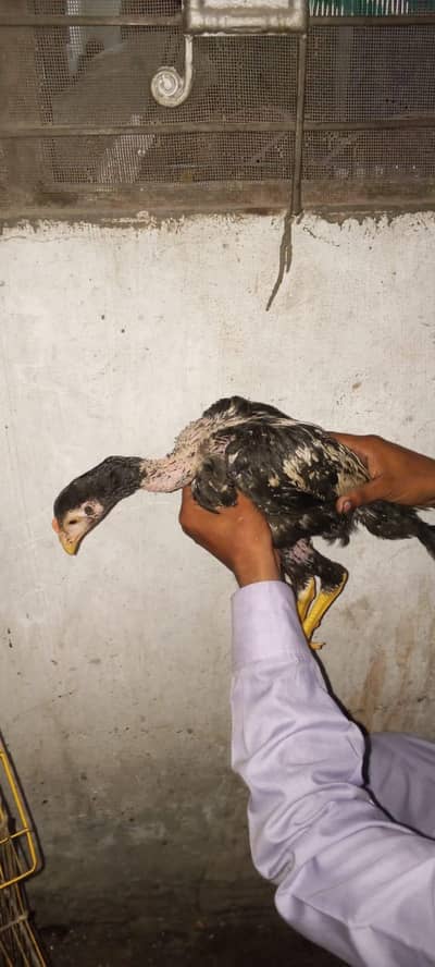 sindhi breed ciks