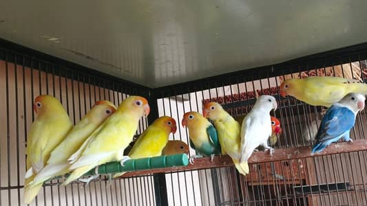 Lovebirds Breeder Pairs
