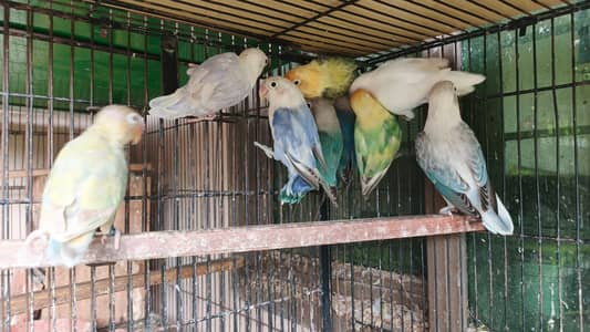 Lovebirds