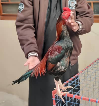 Selling my aseel bird