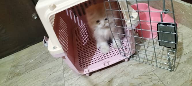 Triple coat kitten semi punch face