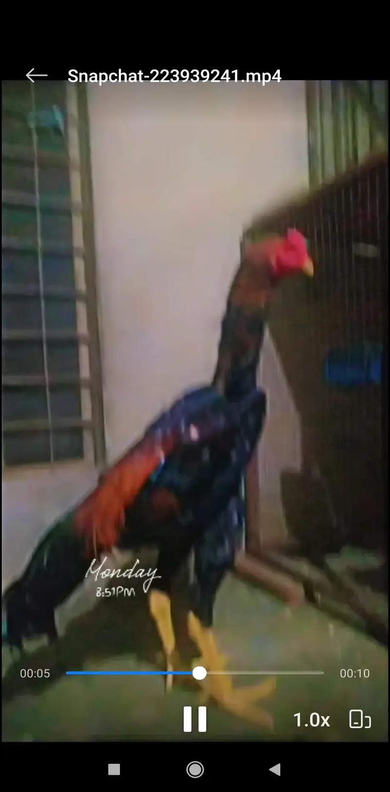 black Vs lakha shamoo chickes — photo 3