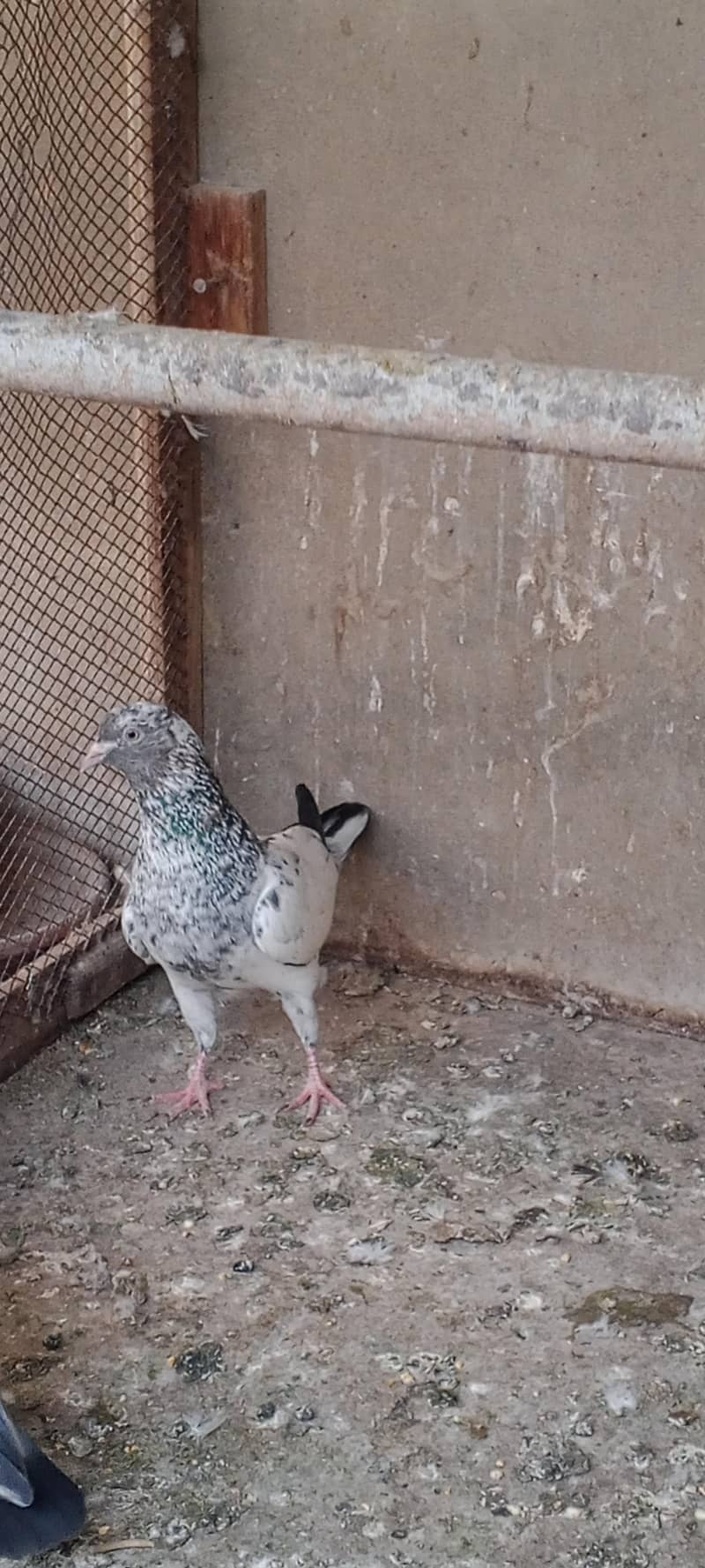 pegion 0