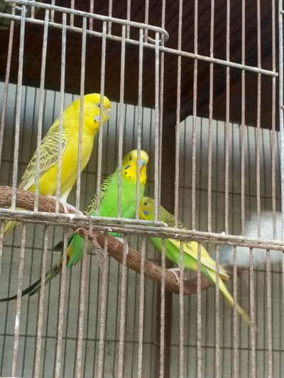 Beautiful parrot