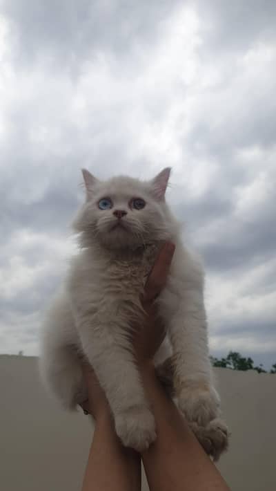persian breed