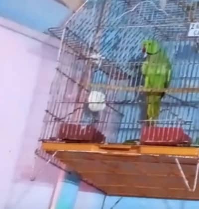 male Bolta hua