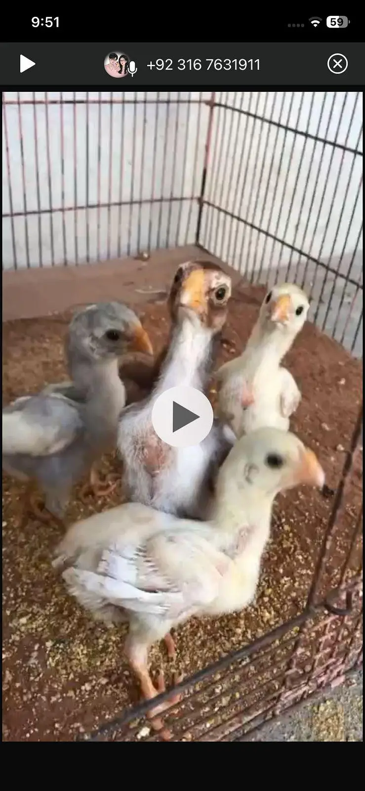 parrot beak chicks — photo 3