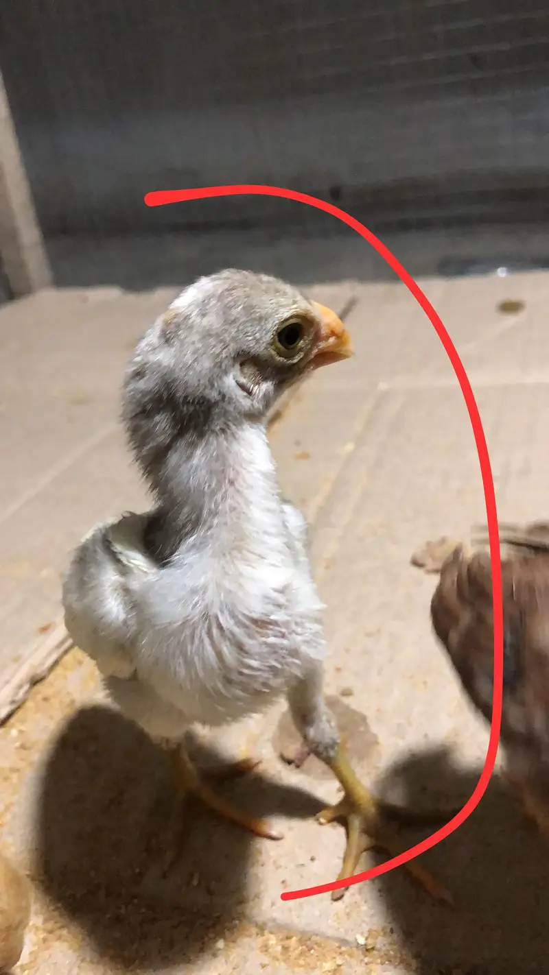 parrot beak chicks — photo 4