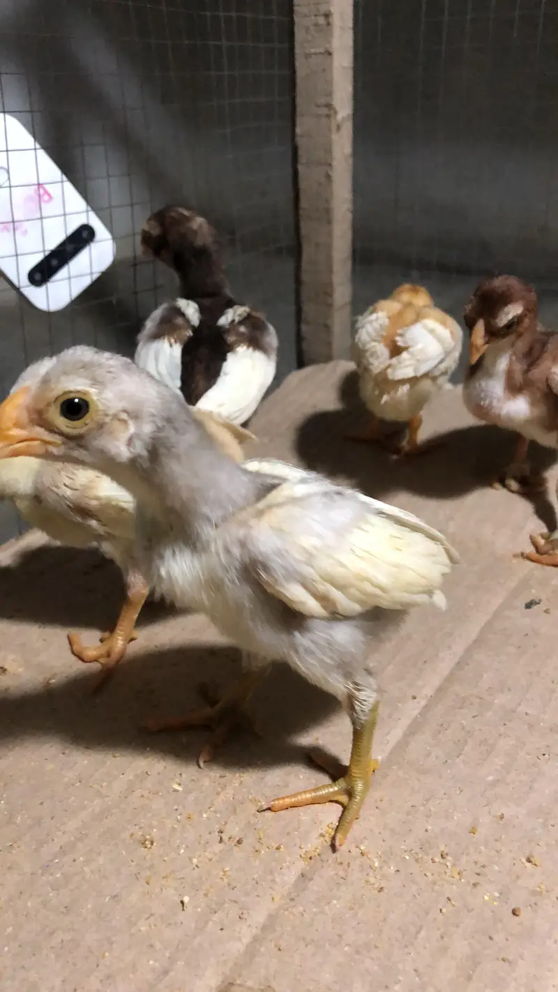 parrot beak chicks — photo 5