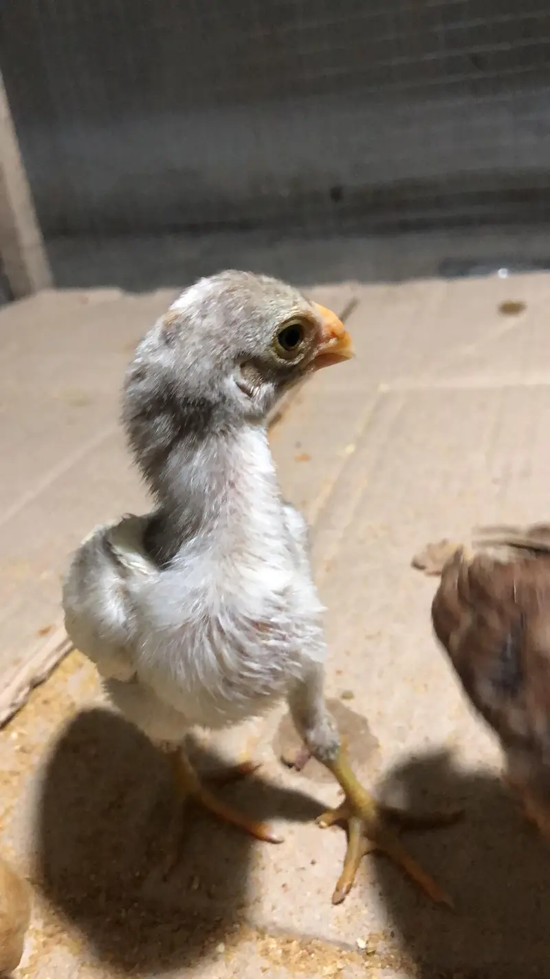 parrot beak chicks — photo 6