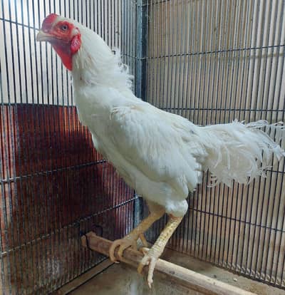 High-quality Heera qandhari male for sale