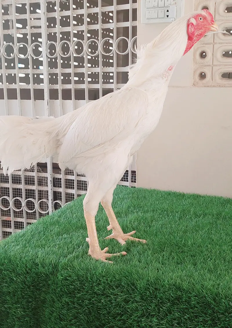 High-quality Heera qandhari male for sale — photo 2
