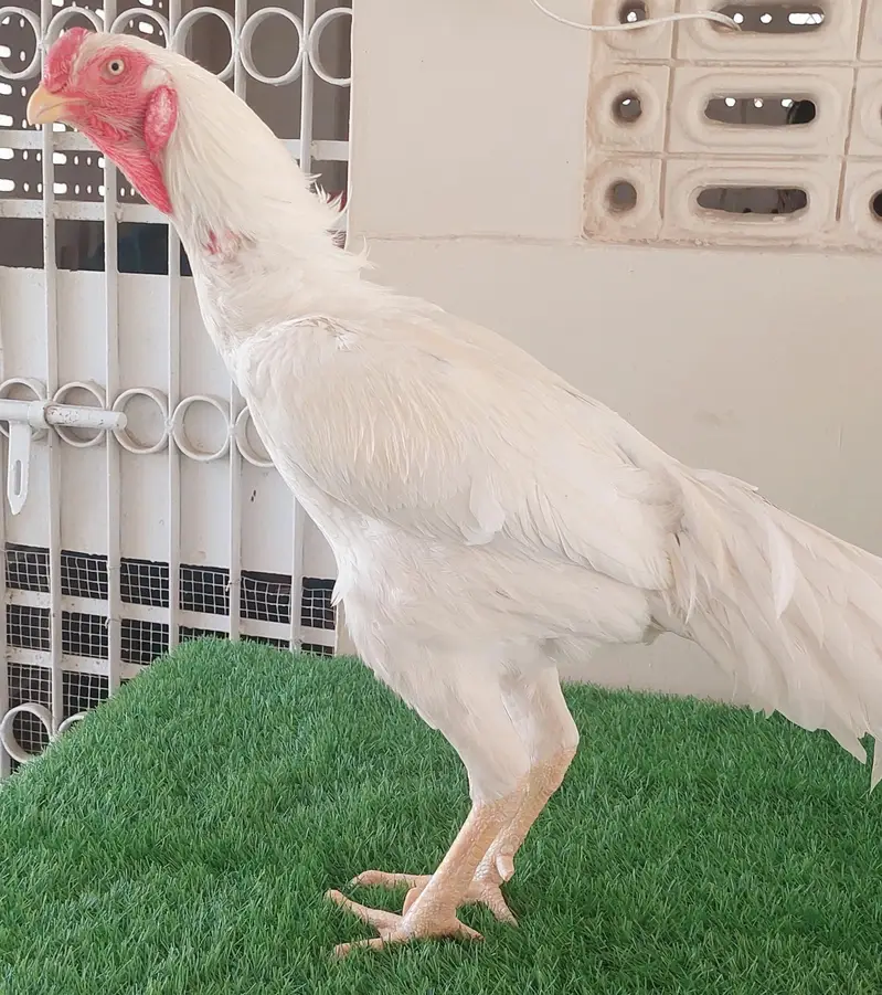 High-quality Heera qandhari male for sale — photo 3