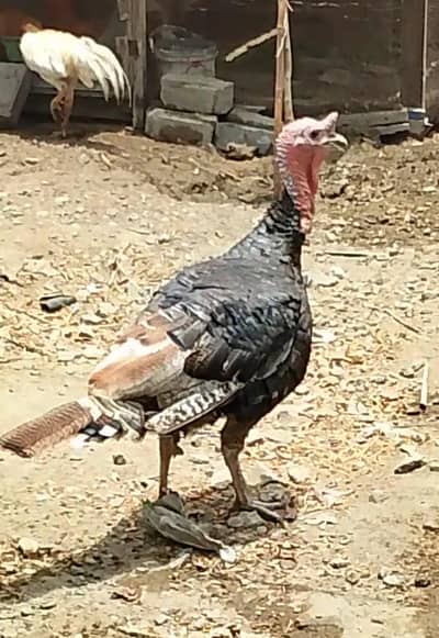 turkey breader male