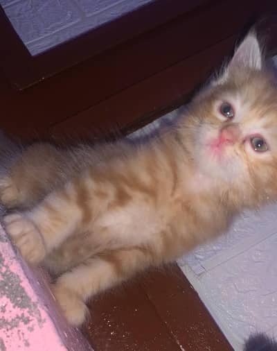 Persian kitten for sell