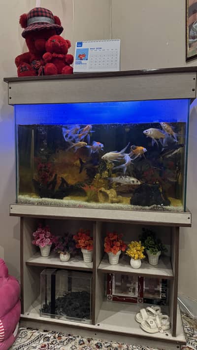 * Big Fish Aquarium for Sale – Excellent Condition