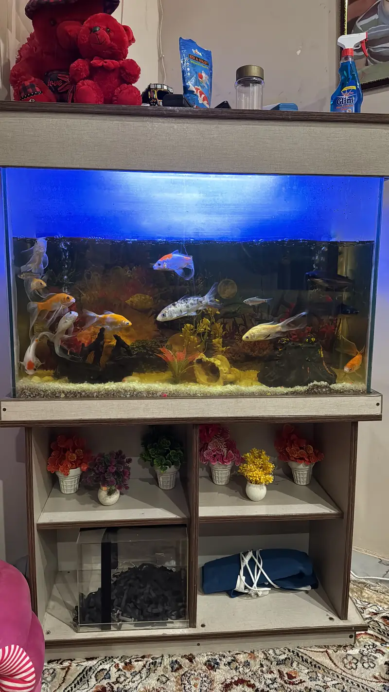 * Big Fish Aquarium for Sale – Excellent Condition — photo 2