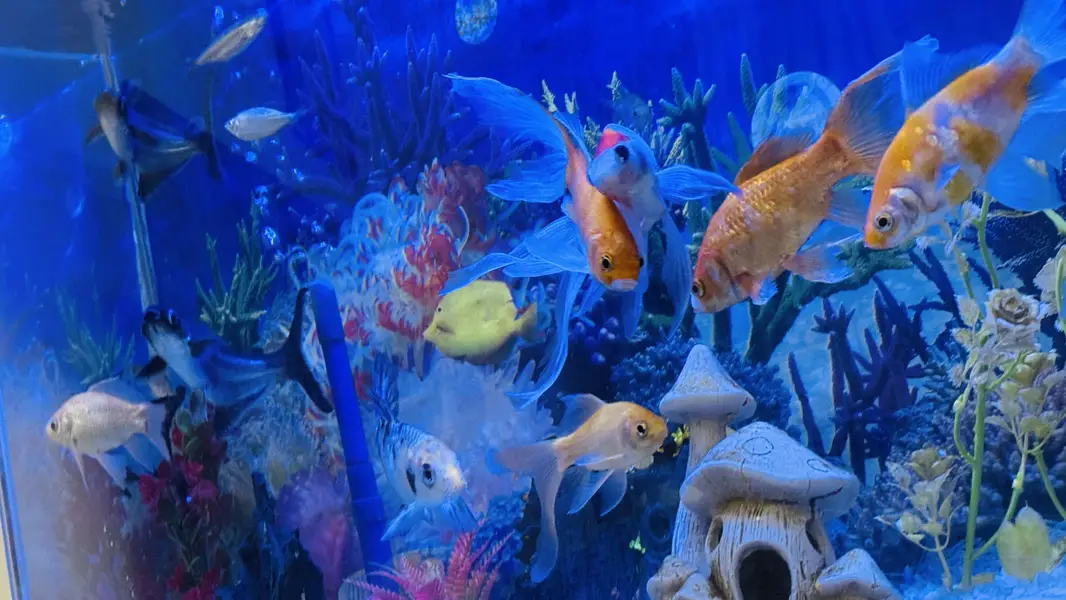 * Big Fish Aquarium for Sale – Excellent Condition — photo 3