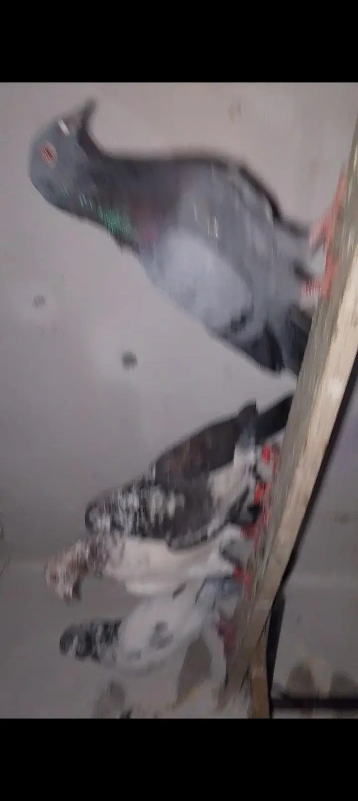 bhot achy guaranteed kbootr Hain — photo 6