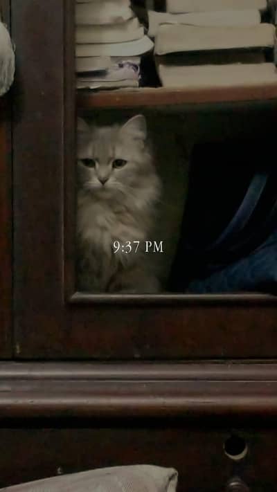 female cat sale