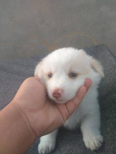 sell russian pair
