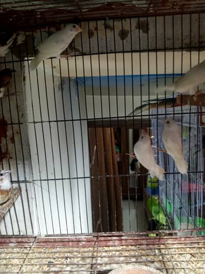 Gouldians, Finches, Java, Bengalize ready to breed