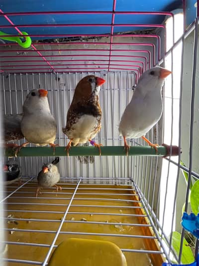 Blue Gouldians, Gouldians split blue, Finches