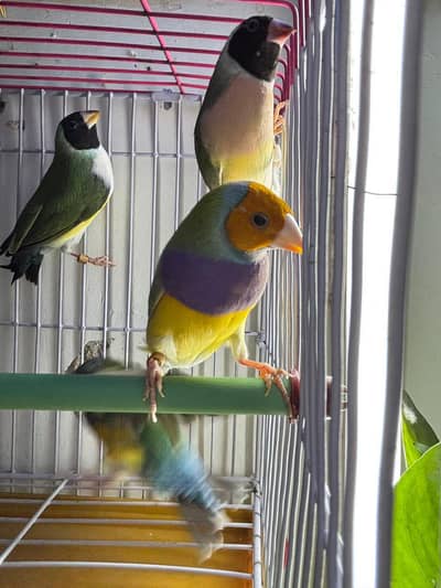 Blue Gouldians, Gouldians split blue, Finches