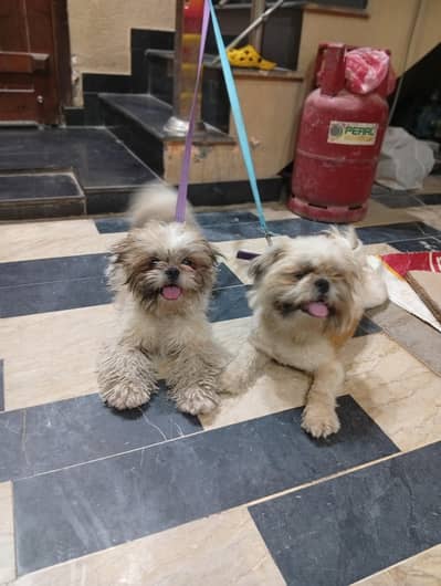 Shuhtzu Zero Size Punch Pair Up For sale