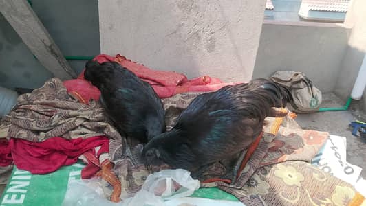 ayam cemani pair for sale