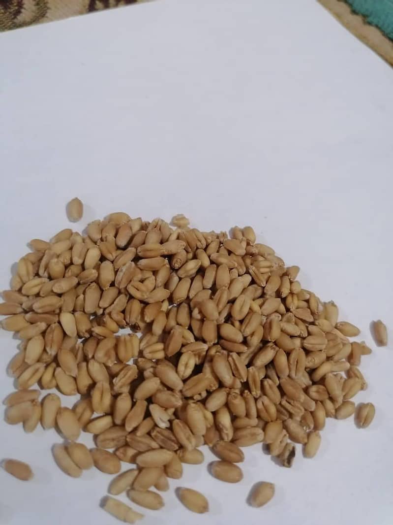 Wheat 0