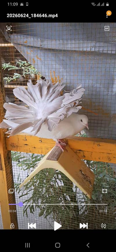 Tail mark chicks available